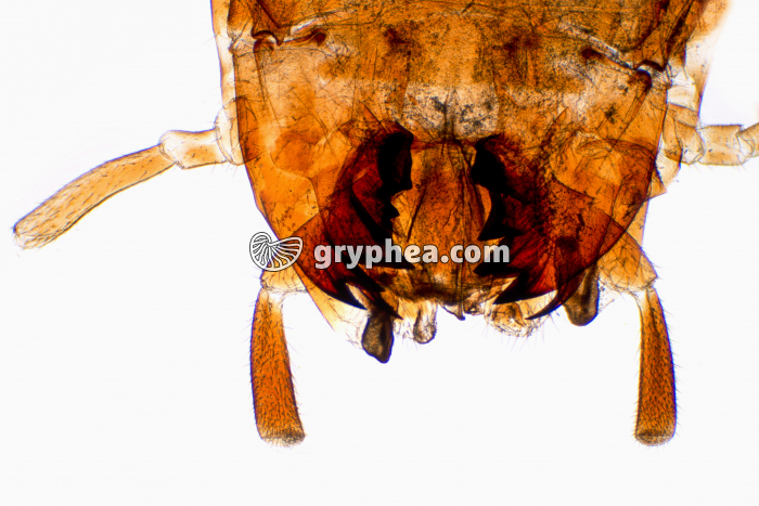 Tête d'insecte - type broyeur - Blatte x7 - gryphea.org